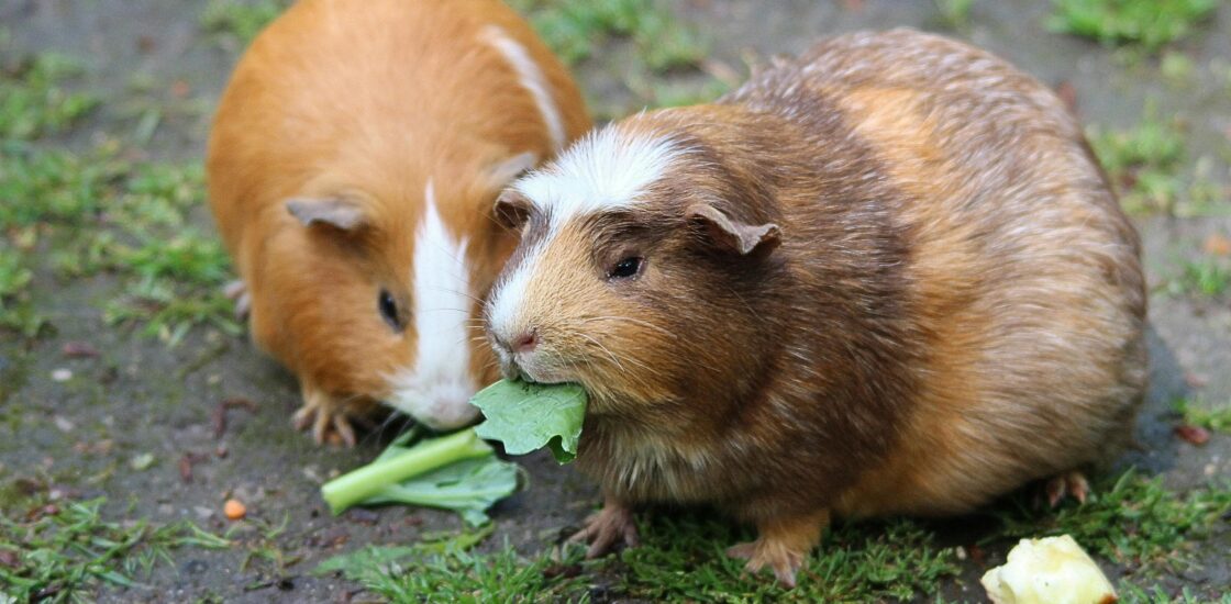 Cochons d'Inde en train de manger