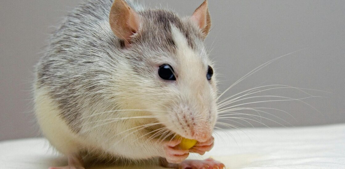 Rat en train de manger