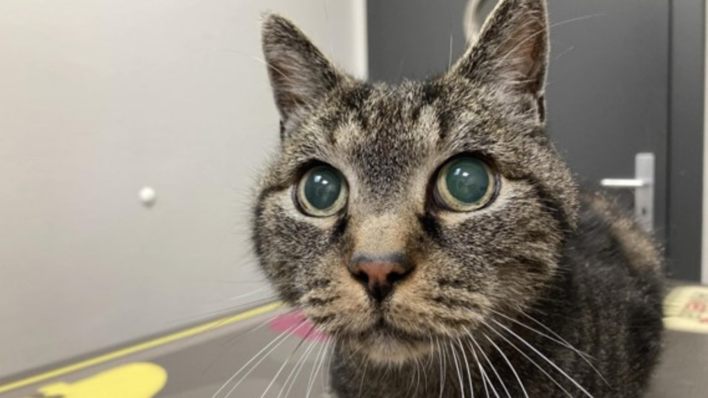 Photo d'un chat atteint d'Hyperaldostéronisme primaire chez le chat